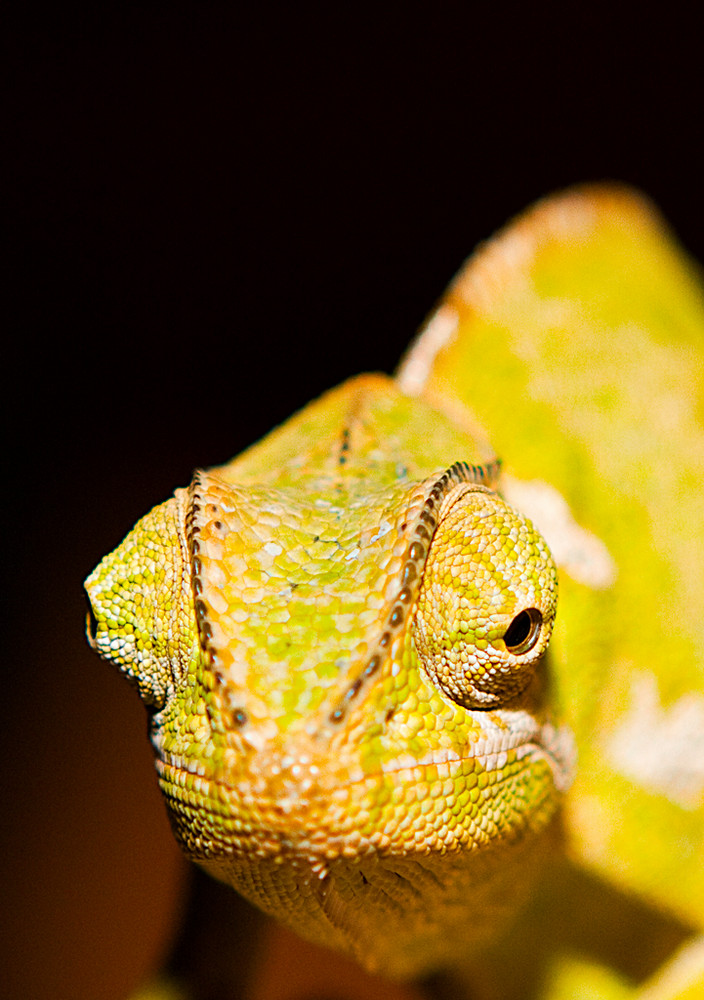 Cameleon im Portrait