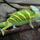 Cameleon im Zoo Wuppertal