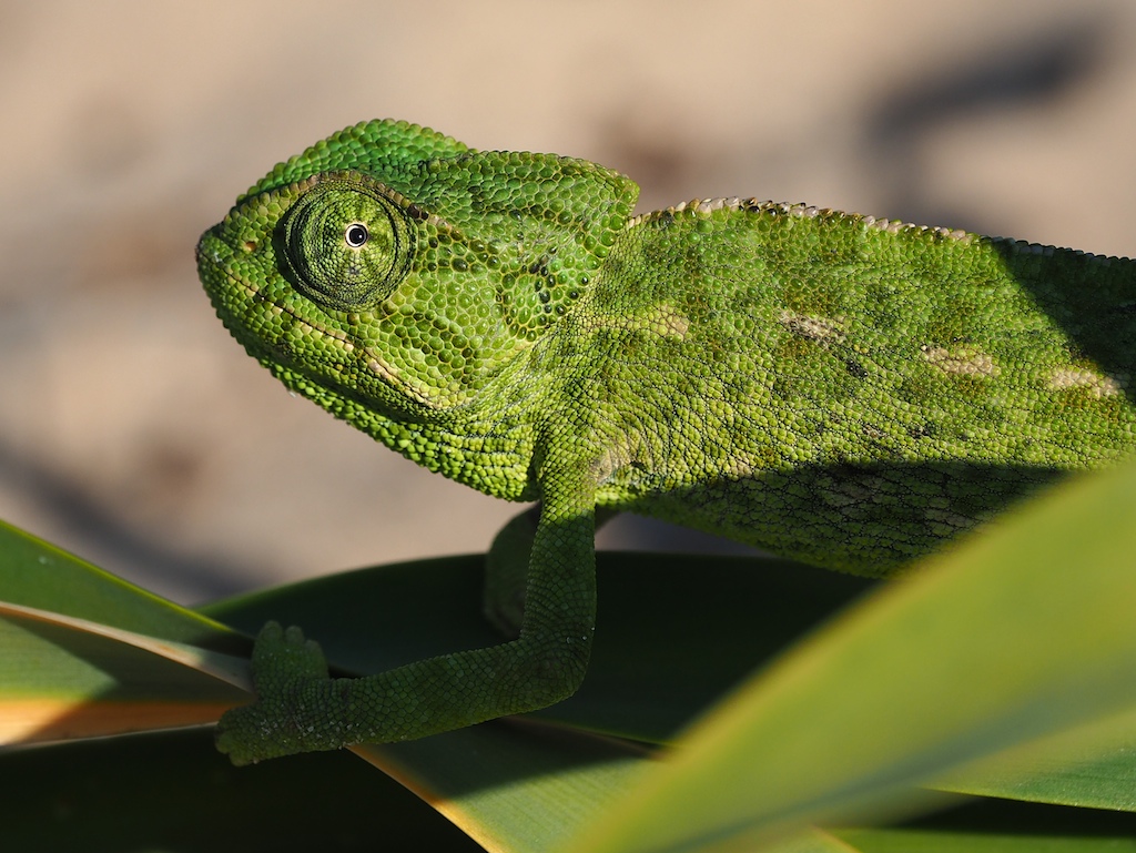 Cameleon in Andalusien (Doñana)