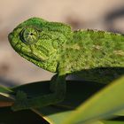 Cameleon in Andalusien (Doñana)