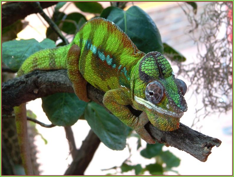 Cameleon in ganzer pracht....