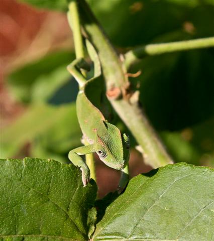 Cameleon, Karatu Tanzania