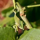 Cameleon, Karatu Tanzania