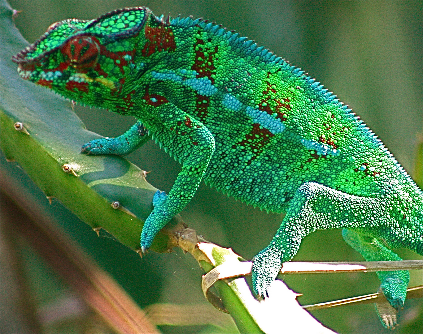 Caméléon Panthère Male dit "ENDORMI " ÎLE DE LA REUNION photo et image