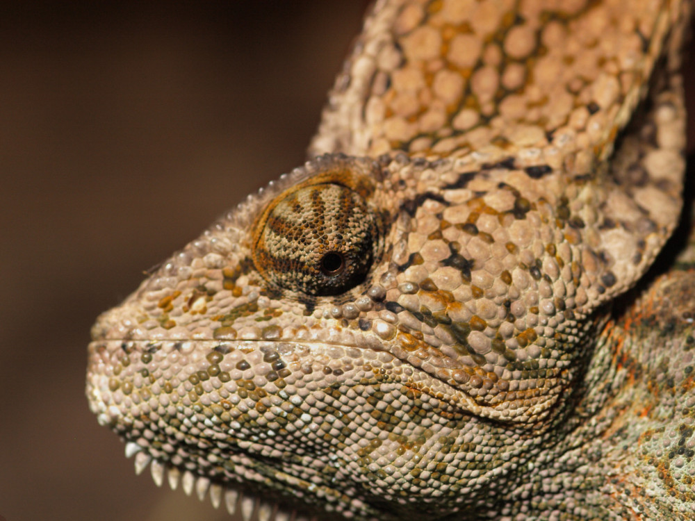 Cameleon Portrait