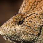 Cameleon Portrait