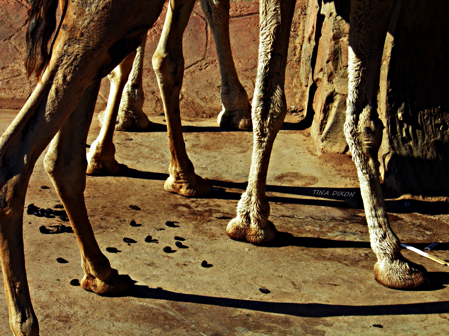 Camelfeets in the sand