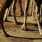 Camelfeets in the sand