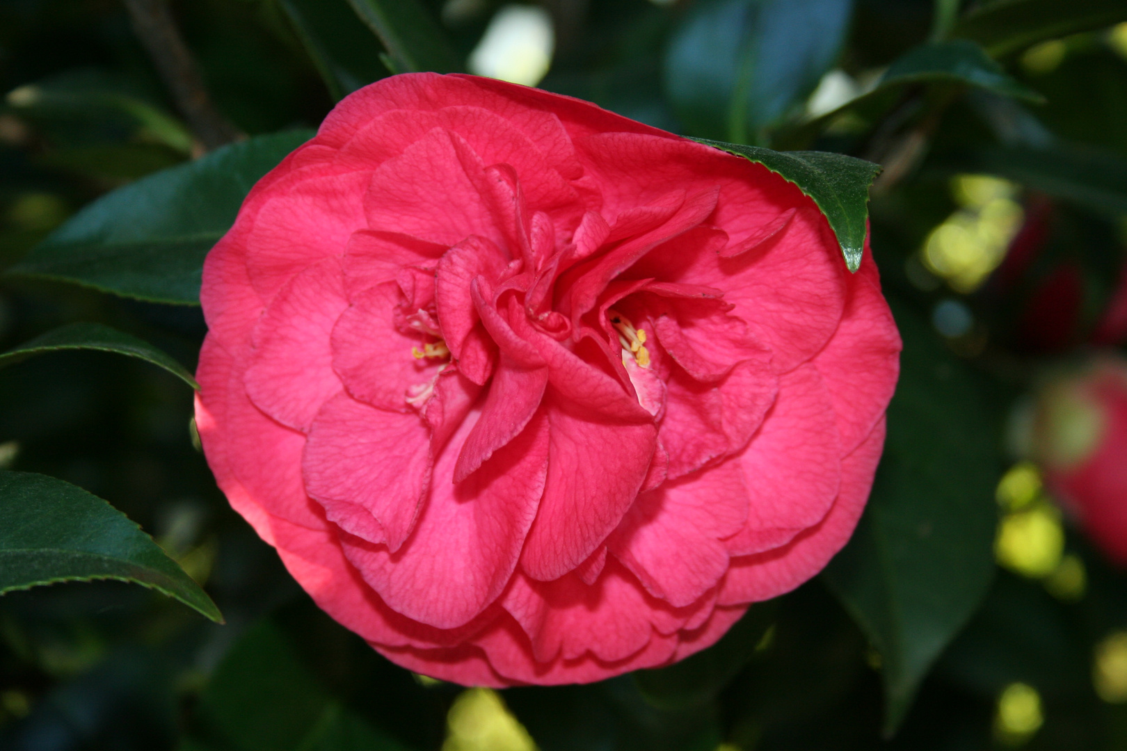 CAMELIA