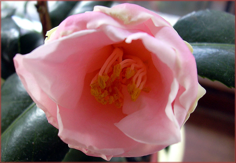 Camelia