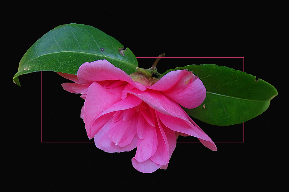 Camelia 2