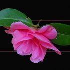 Camelia 2