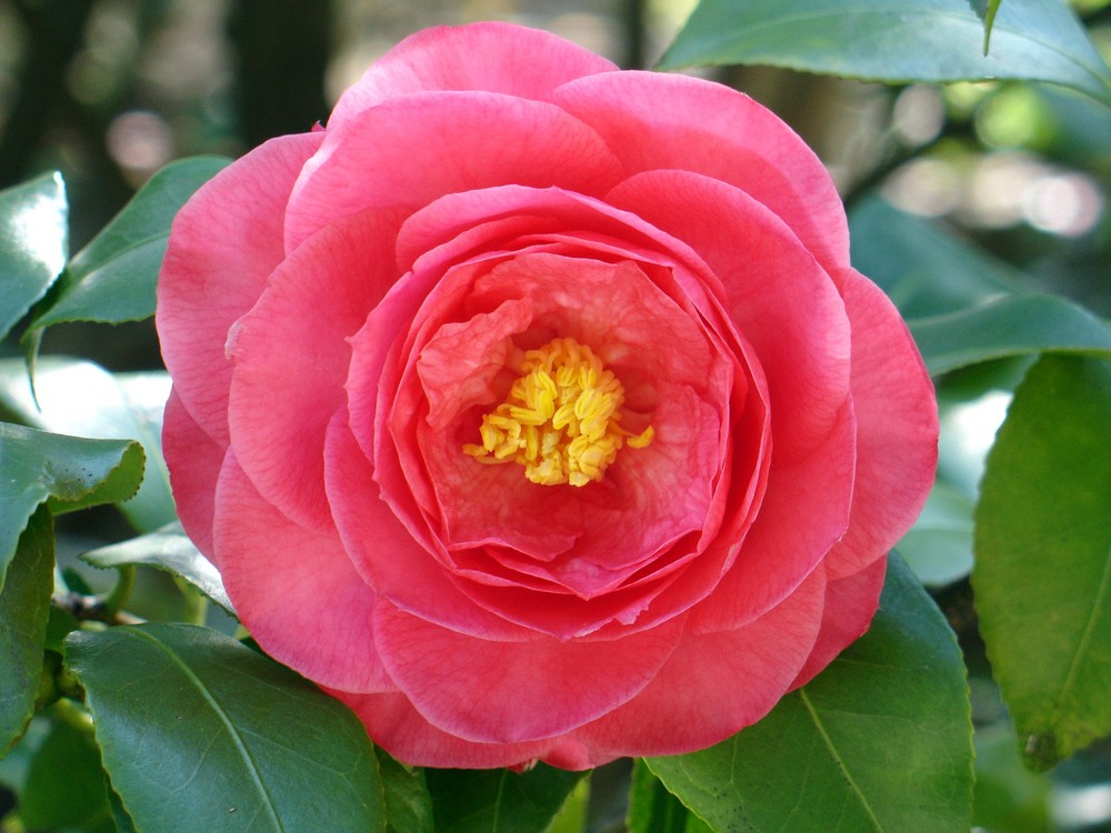 Camelia 2