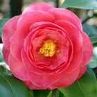 Camelia 2