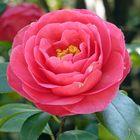 Camelia 3