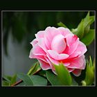 Camelia 3