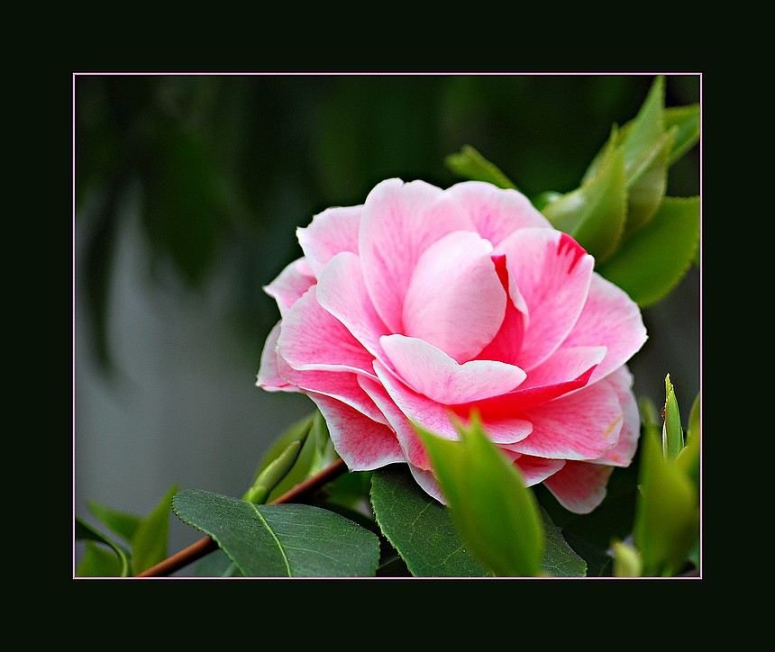 Camelia 3