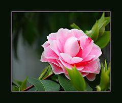 Camelia 3