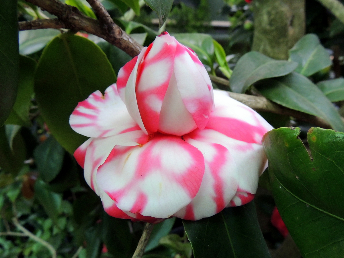 Camelia