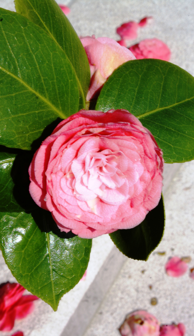 Camelia