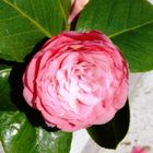 Camelia