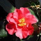 Camelia