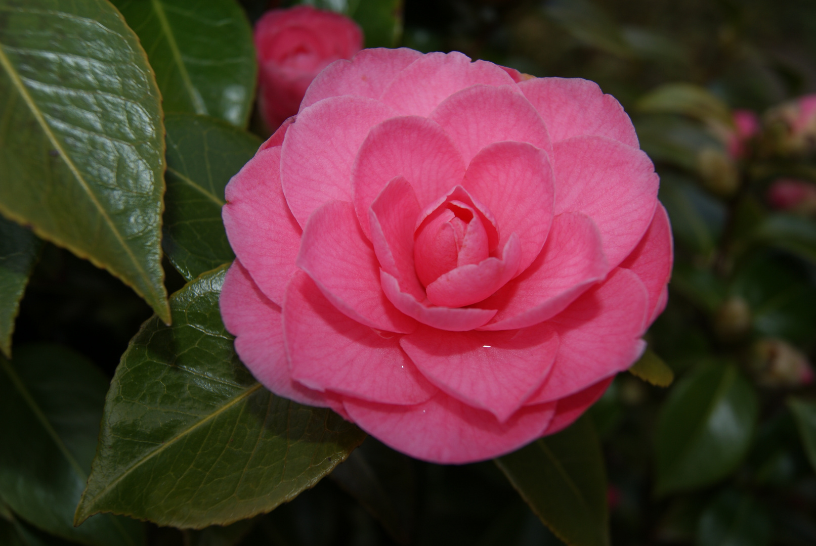 Camelia