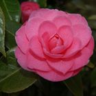 Camelia