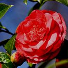 Camelia 