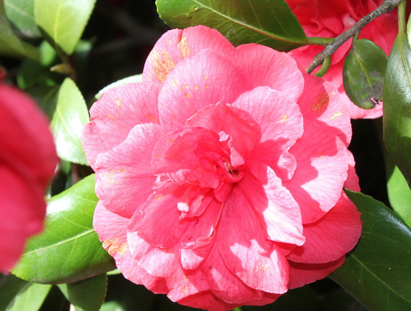 Camelia