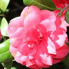 Camelia