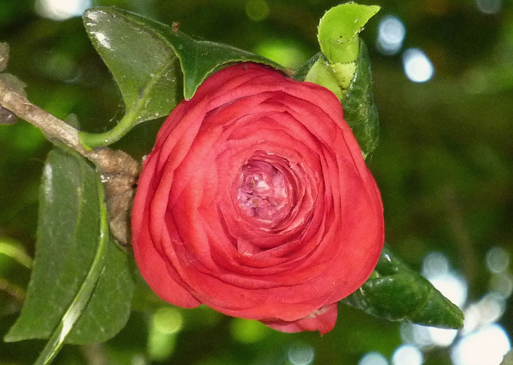 Camelia