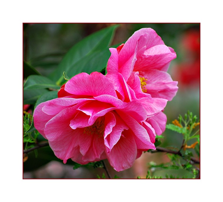 Camelia 6