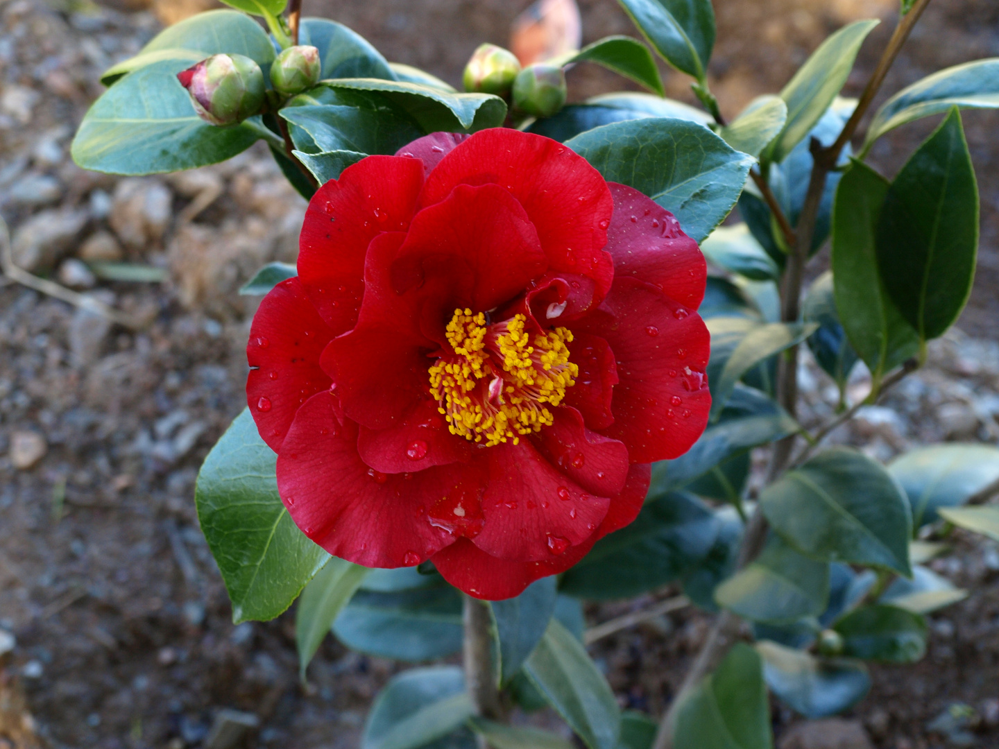 camelia