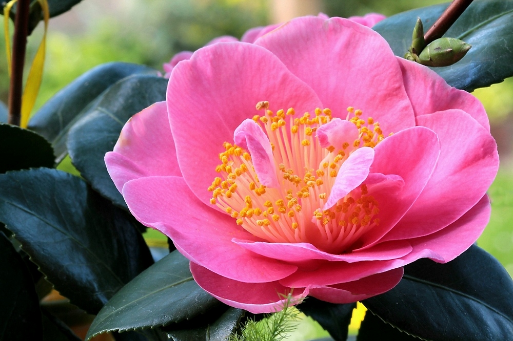 Camelia