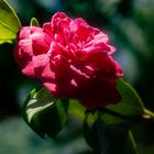 Camelia