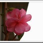 ,,,camelia,,,