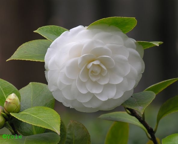 Camelia