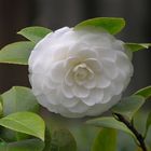 Camelia