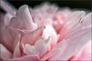 ..| Camelia |.. by Ela Ge 