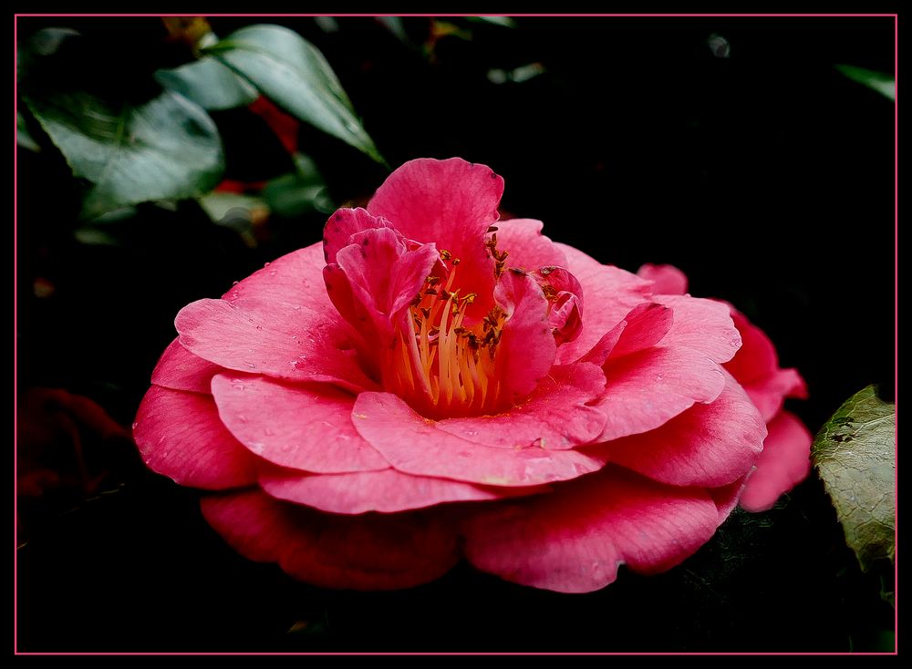 Camelia    aus  Montecatini Terme 