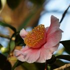 Camelia