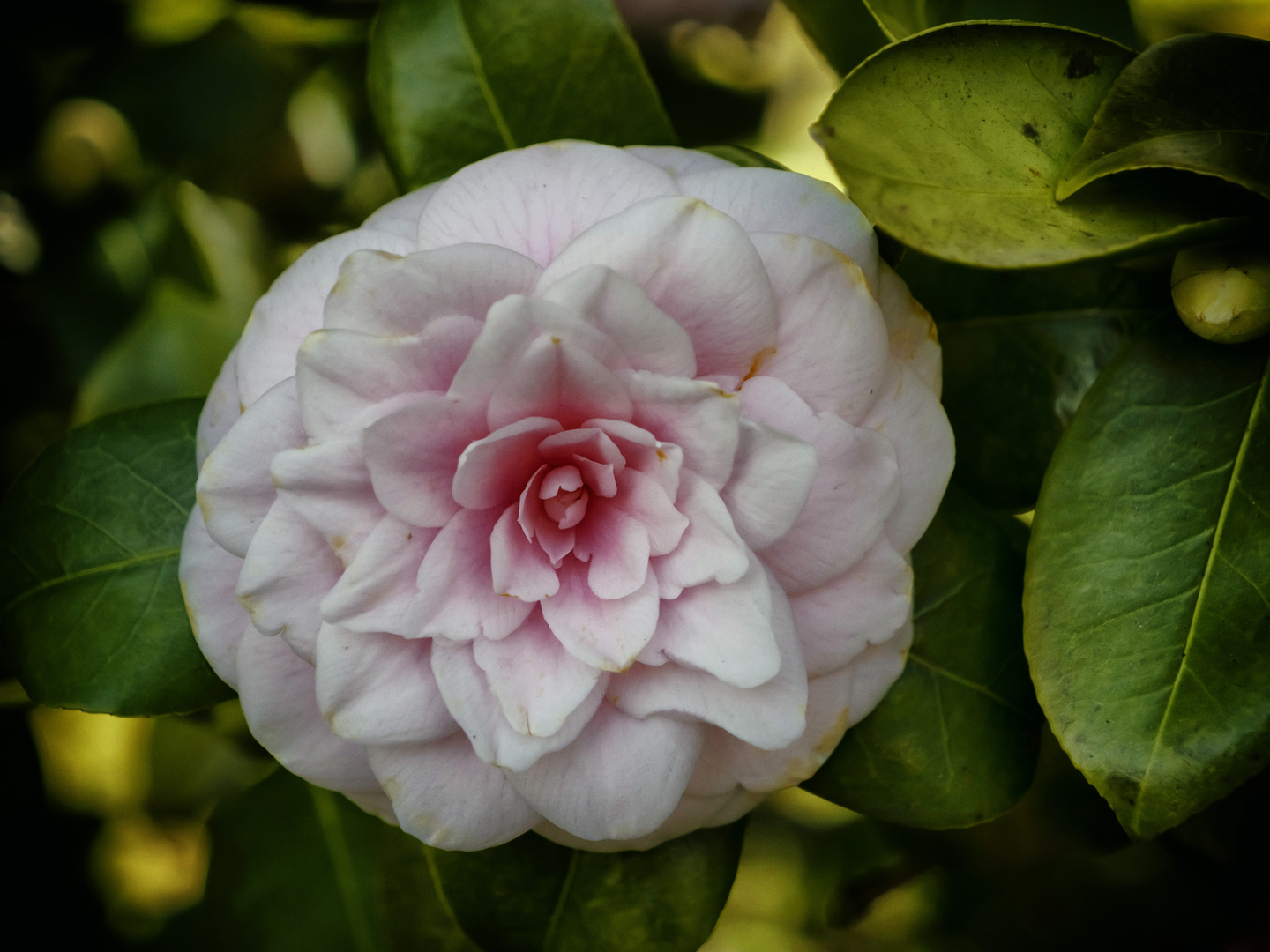 Camelia bianca