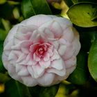 Camelia bianca