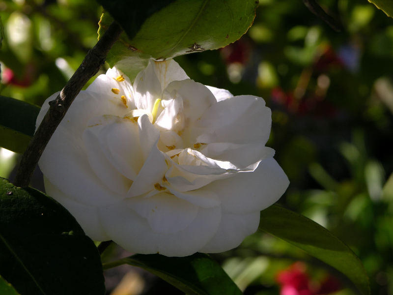 camelia bianca