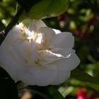 camelia bianca