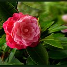 Camelia bicolor