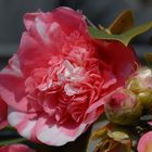 Camelia (Bild 4)