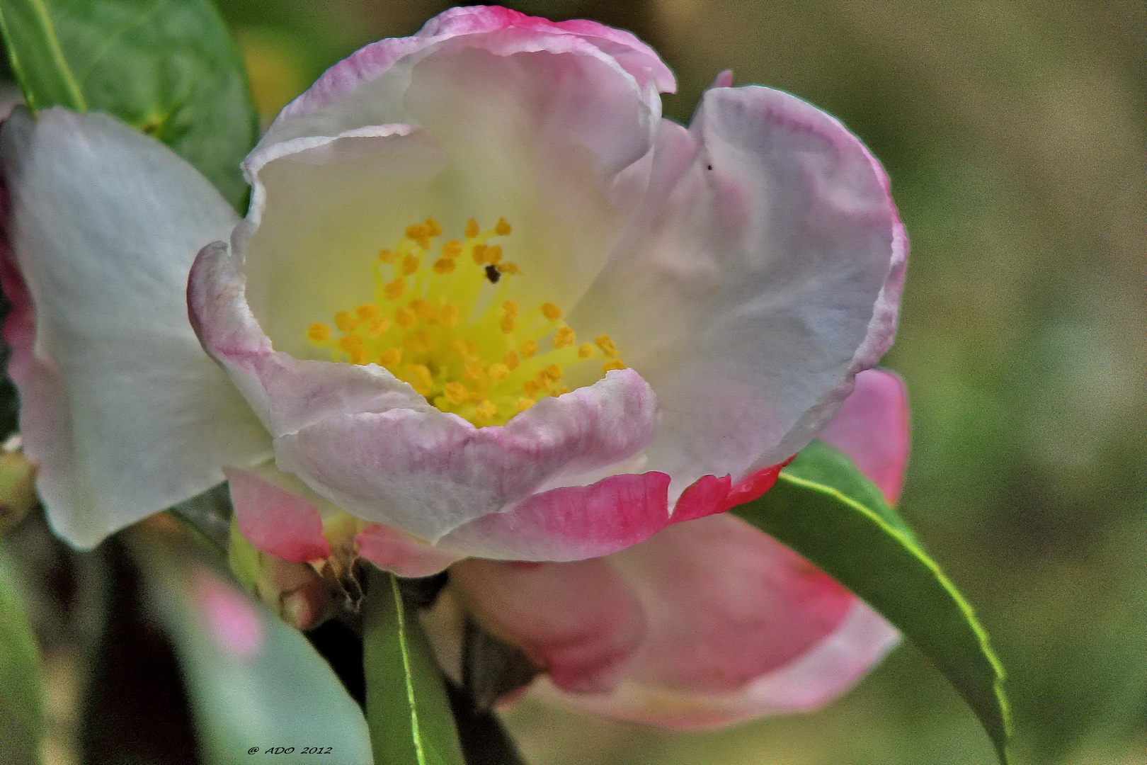 Camelia Blossom - Jan. 10/2012