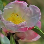 Camelia Blossom - Jan. 10/2012